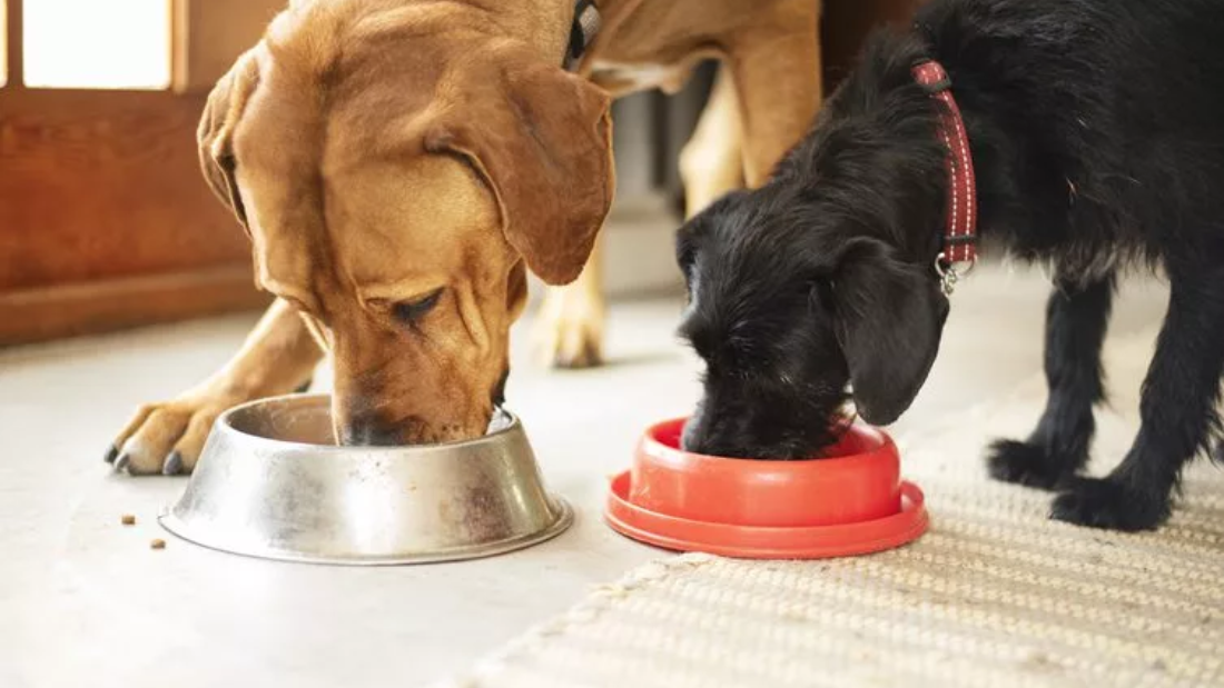 How to Transition Your Dog to a New Supplement Safely