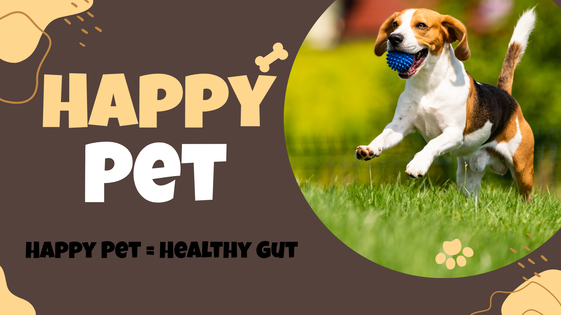 Dogs' Digestive Problems and Gut Health: A Comprehensive Guide with Solutions 2025