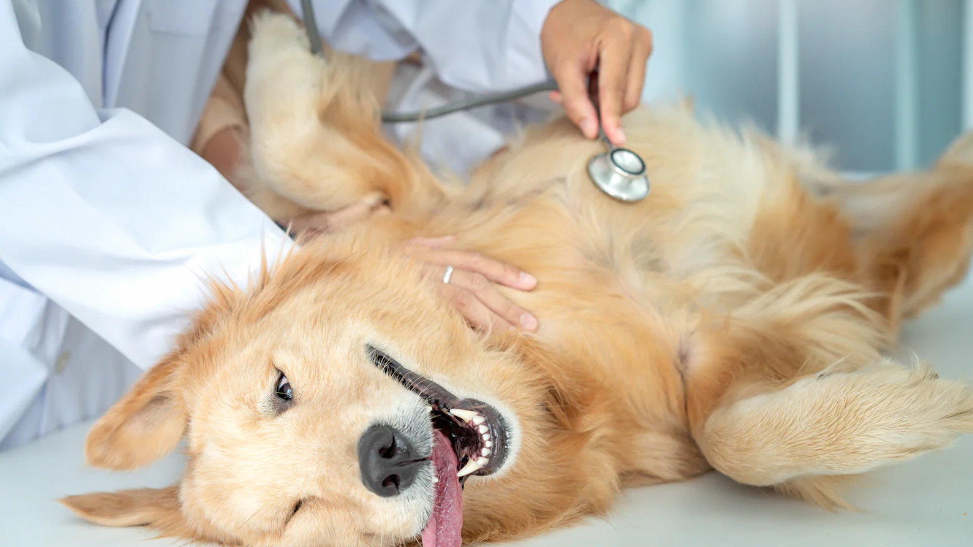 Top 5 Signs Your Dog May Have an Unhealthy Gut
