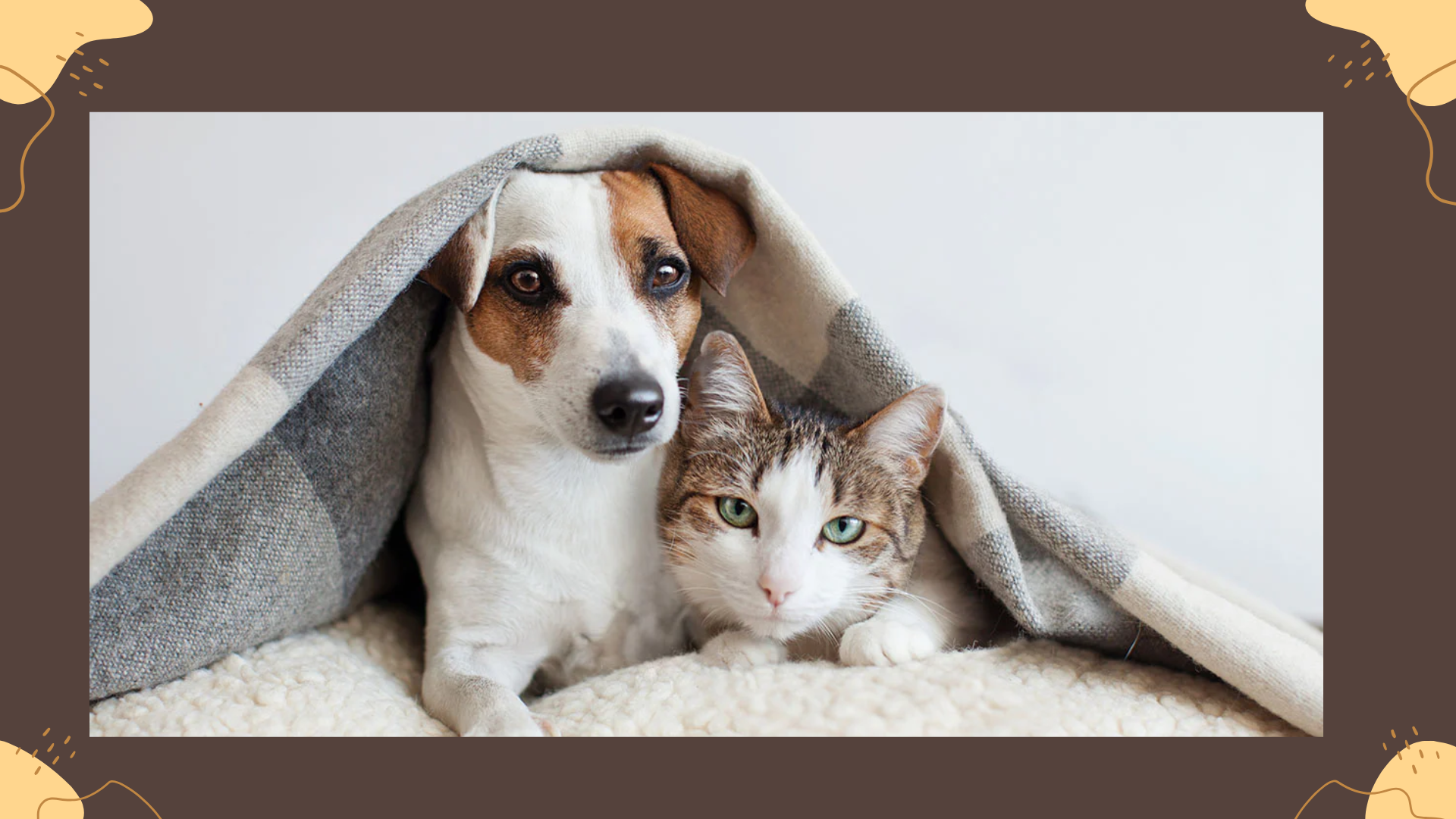 Tips to Keep Your Pet Safe in Summer