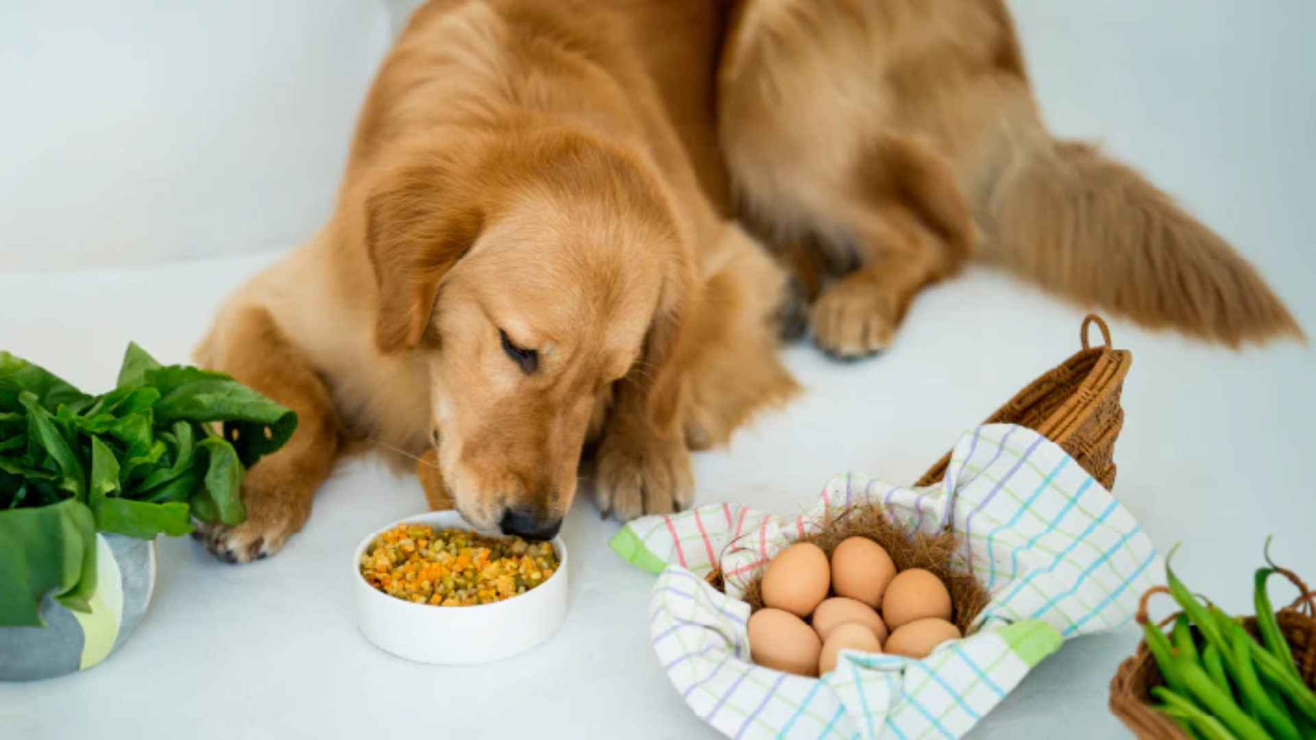 How Can You Introduce The New Food Brand To Your Pet