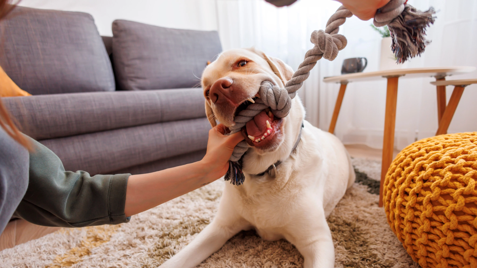 How Much Exercise Does a Dog Need?