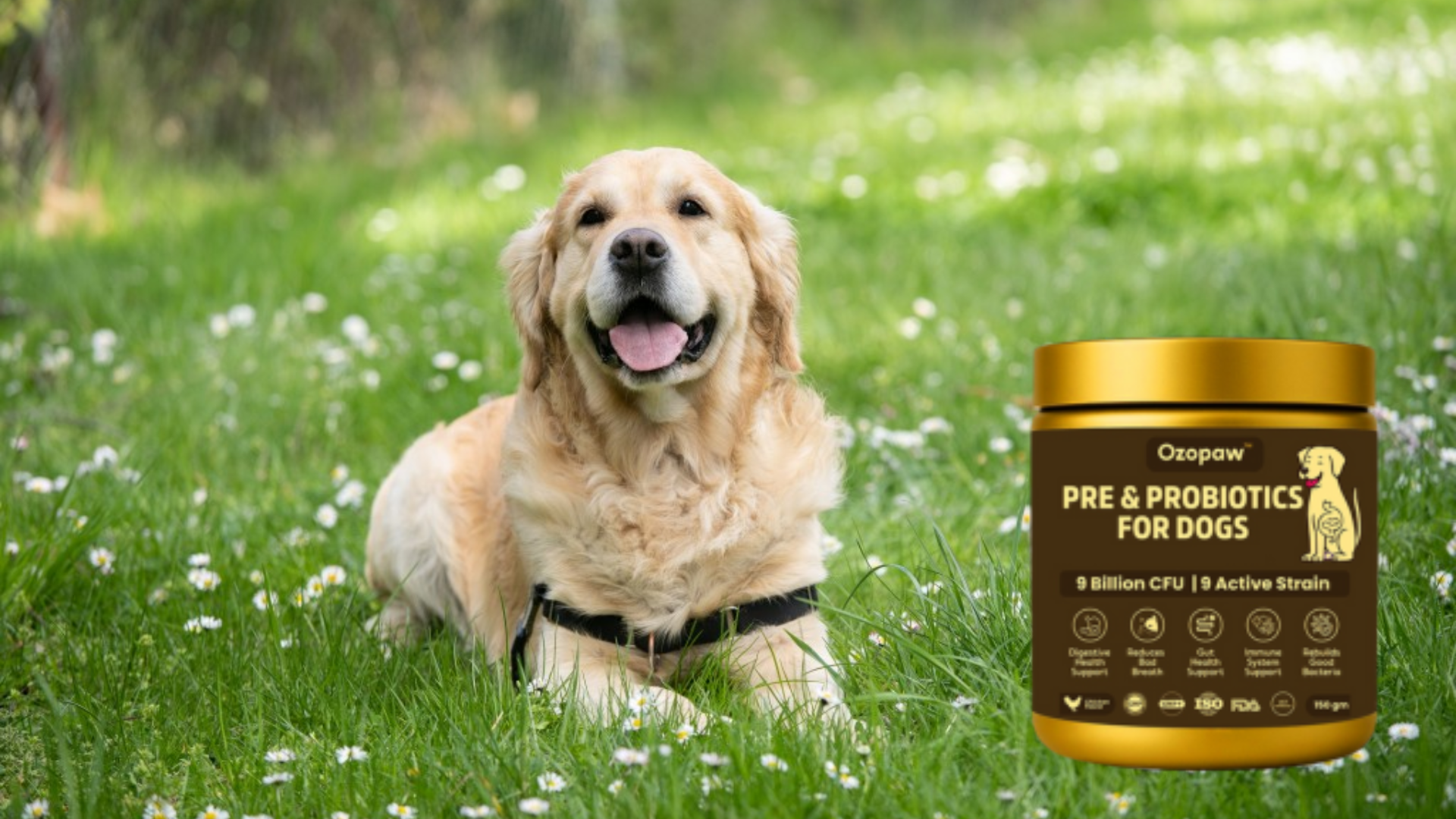 How Stress Affects Your Dog’s Gut Health