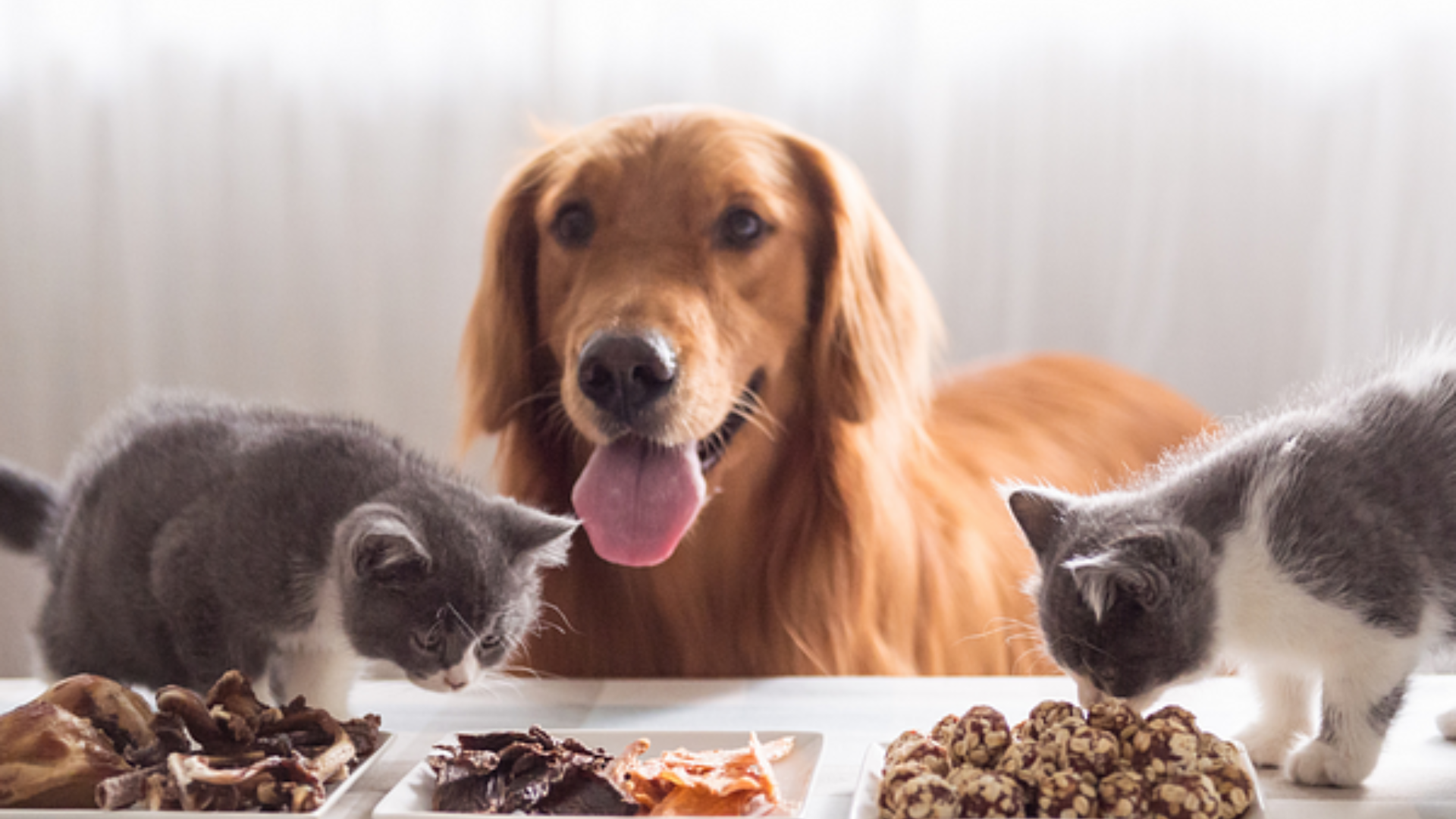 Naturally Balanced Pet Nutritions