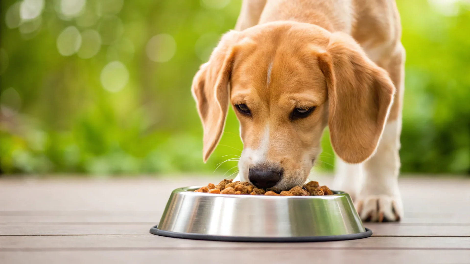 A Comprehensive Guide for Pet Owners on Proper Pet Nutrition