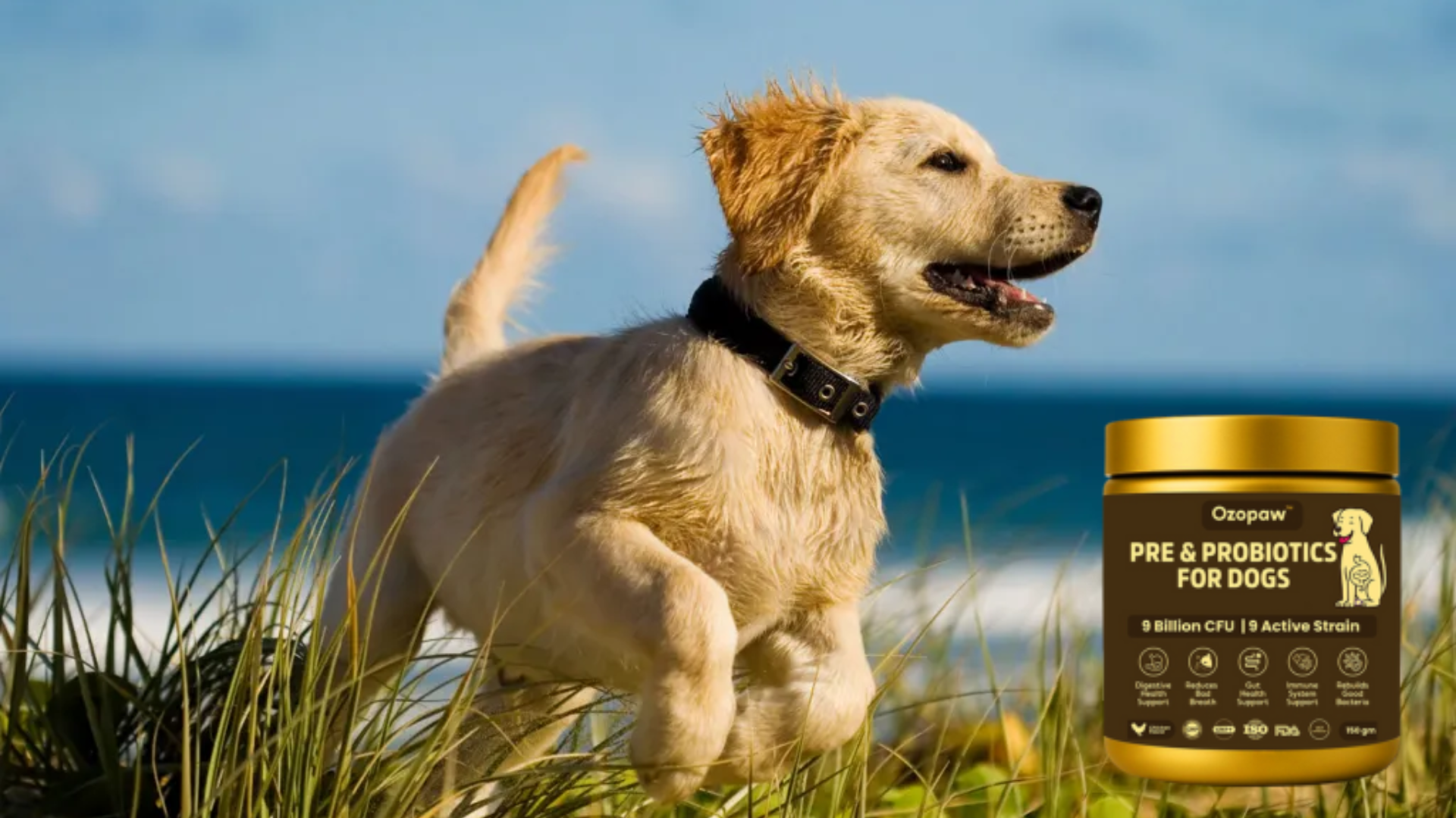 Probiotics vs. Prebiotics for Dogs – What’s the Difference