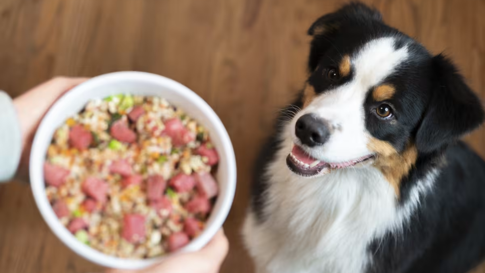 Why Gut Health Is the Key to Your Dog’s Overall Wellness