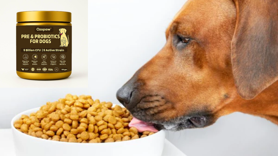 The Undiscovered Advantages of Pet Probiotic Supplements