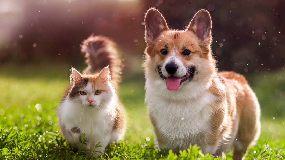 Vital Boost: How Joint Supplements Help Pets Move More Easily and Live Better Lives