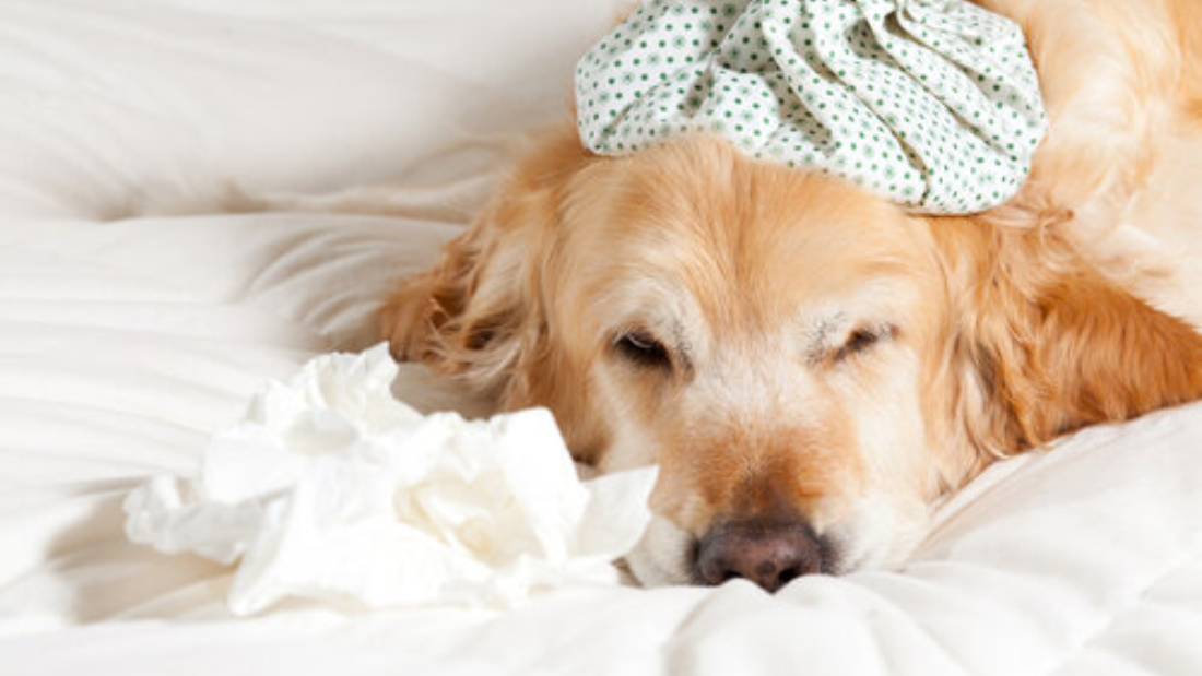Common Dog Illnesses and How to Avoid Them with the Right Diet and Care