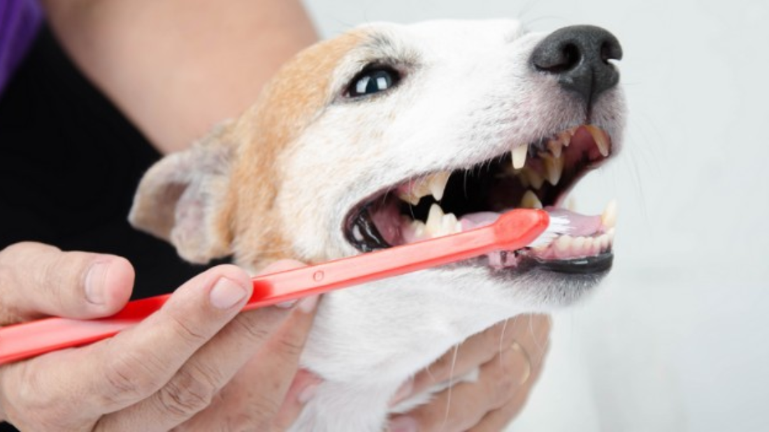 Bright Smiles, Healthy Dogs: Why Dental Care Is Essential for Your Pet