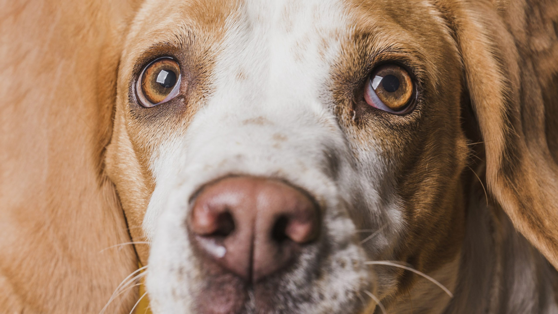 The Complete Guide to Dog Eye Care: Maintaining the Health and Brightness of Your Pet's Vision