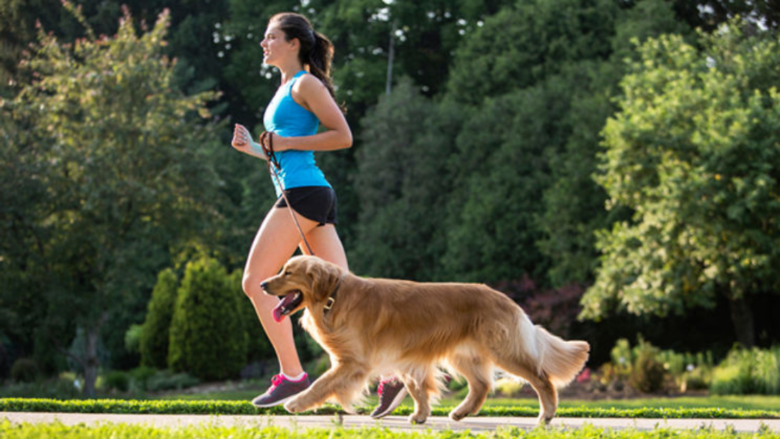 The Value of Frequent Exercise for the Health of Your Dog