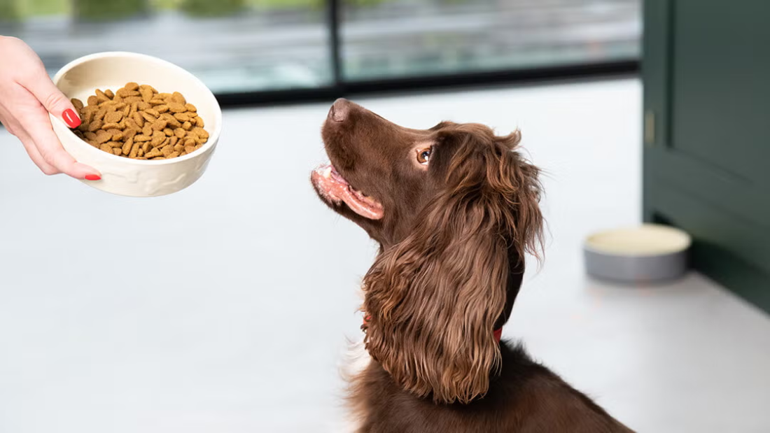The Complete Dog Nutrition Guide: Maintaining the Health and Happiness of Your Pet