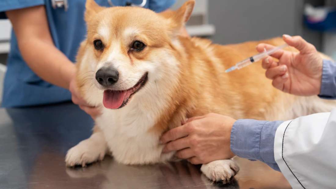 Vaccination Schedule for Puppies and Adult Dogs: The Complete Guide