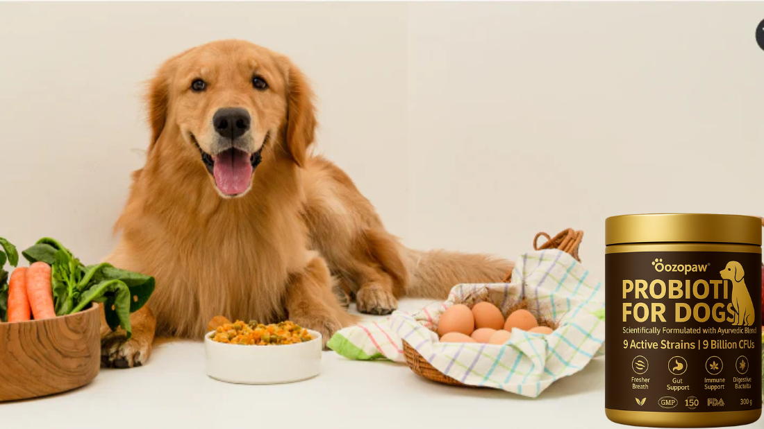 Top 10 Natural Ingredients That Support Your Dog’s Gut Health