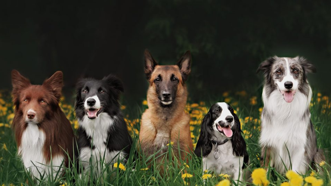 Puppy to Senior: Supplement Tips for Every Life Stage