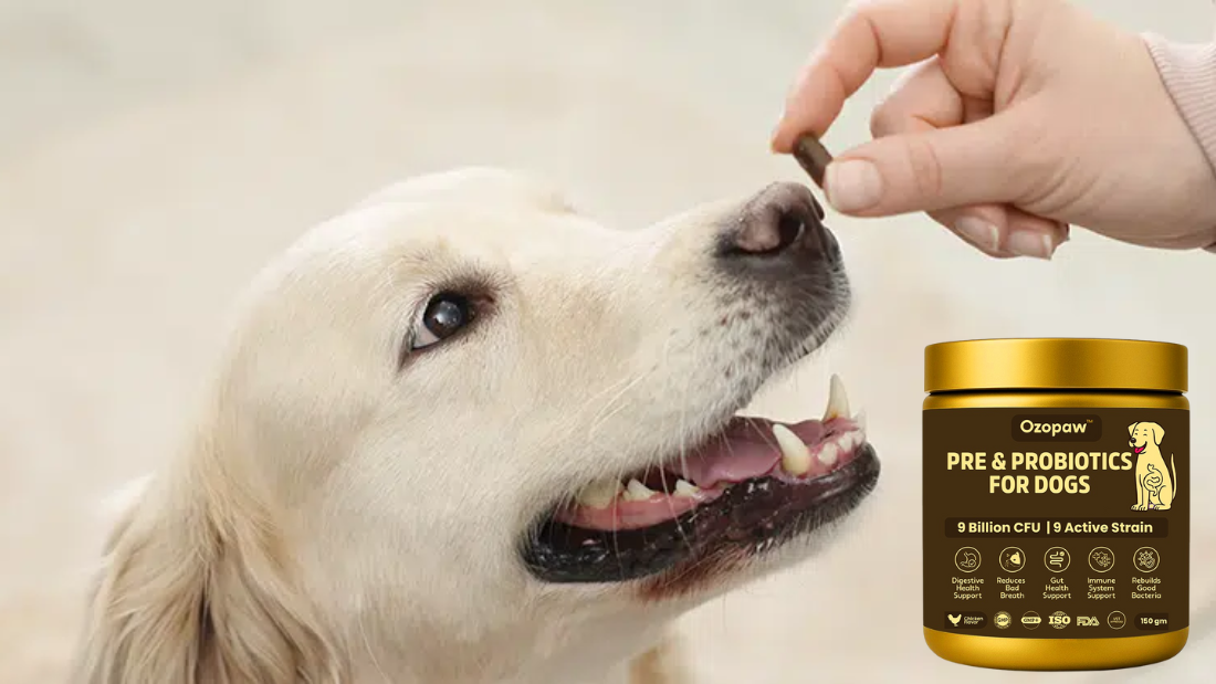 Pet Nutrition Made Easy: The Role of Supplements in Daily Care