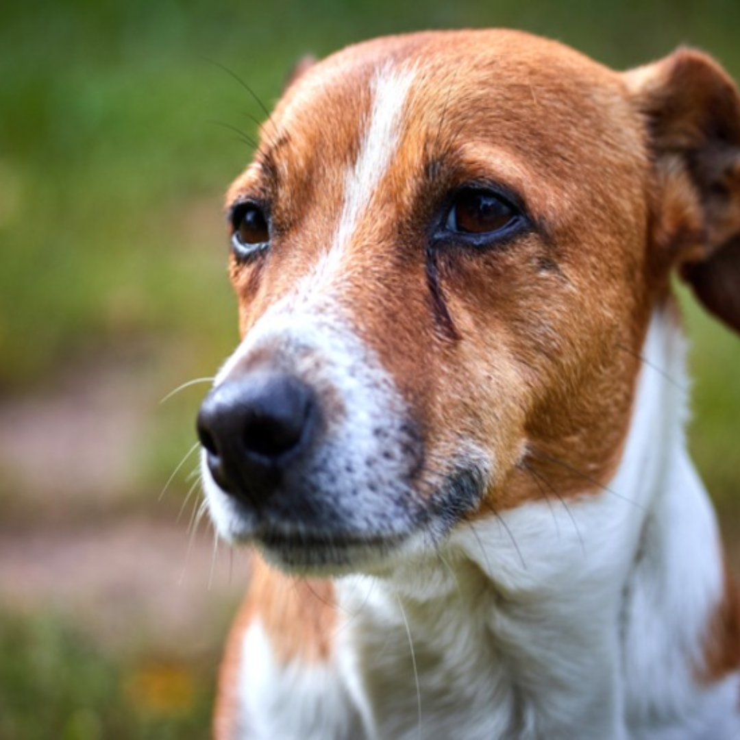 Calming & Anxiety Relief